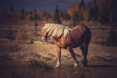 Güzel kahverengi at dağ çayır otlatma