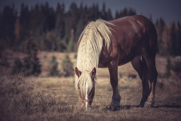 美丽的棕色马放牧在山草甸 — 图库照片