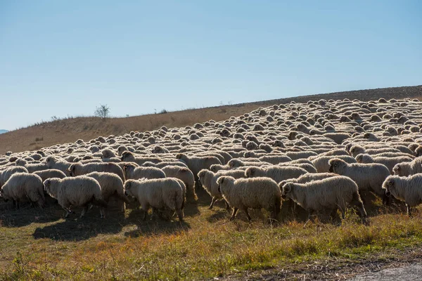 Dağ çayır üzerinde otlatma koyun sürüsü. Transilvanya, Romanya