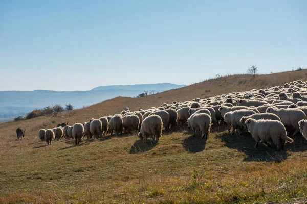 Dağ çayır üzerinde otlatma koyun sürüsü. Transilvanya, Romanya