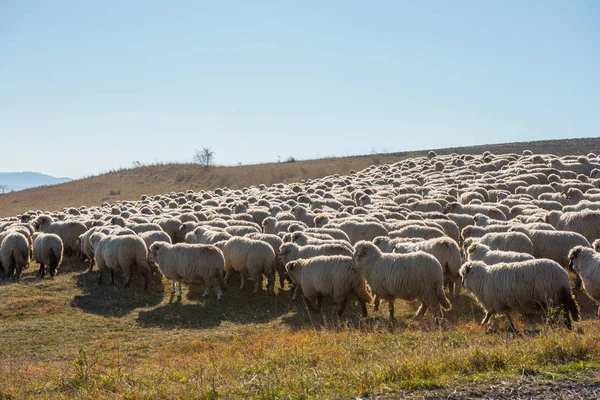 Troupeau Moutons Broutant Sur Prairie Montagne Transylvanie Roumanie — Photo