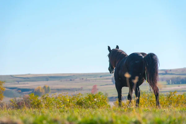 Beautiful Brown Horse Grazing Mountain Meadow — Stock Photo, Image