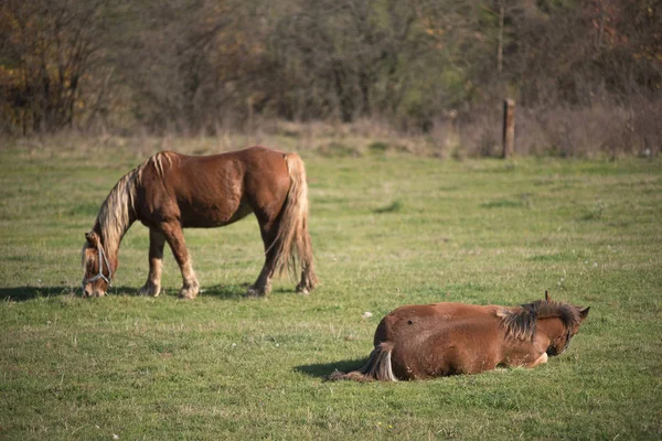 Beautiful Brown Horses Grazing Mountain Meadow — Stock Photo, Image