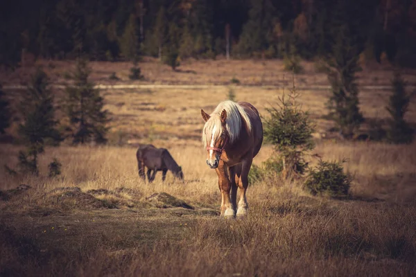 Krásné Hnědé Koně Pasoucí Horské Louce — Stock fotografie