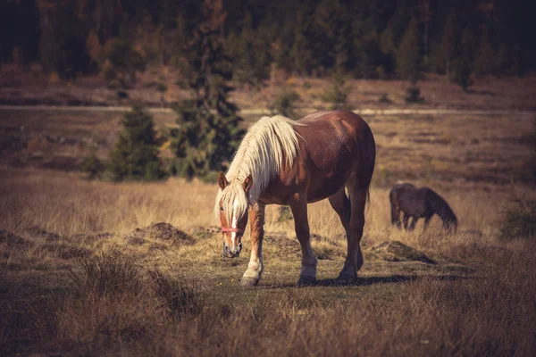 Красивий Коричневий Кінь Пасеться Гірському Лузі — стокове фото
