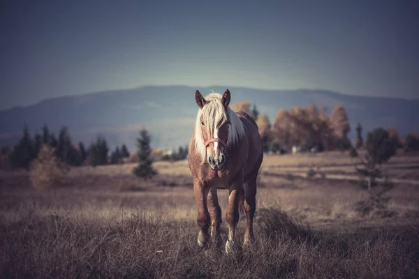 Beautiful Brown Horse Grazing Mountain Meadow — Stock Photo, Image