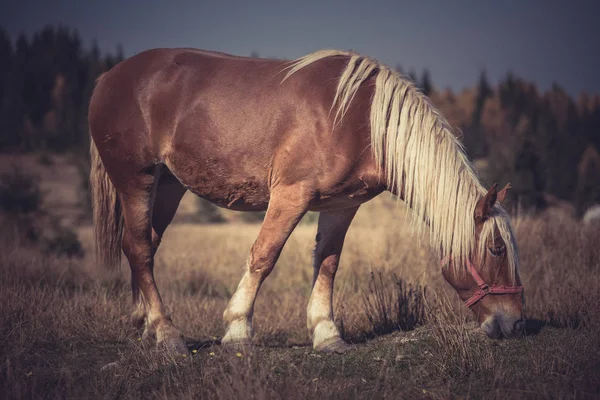 Piękny Koń Brązowy Pasące Się Łące Górskiej — Zdjęcie stockowe