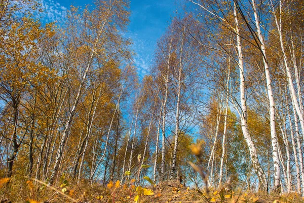 October Autumn Scenery Yellow Birch Tree Forest Transylvania Romania — Stock Photo, Image