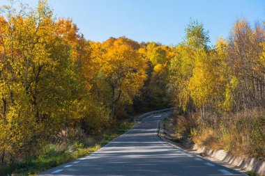 Sonbaharda yaprakların olduğu ormandan geçen boş bir yol.