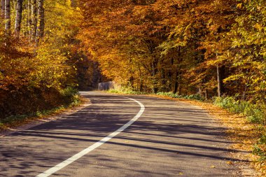 Sonbaharda yaprakların olduğu ormandan geçen boş bir yol.