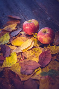 Elma ve ahşap masa yapraklarda ile hasat ya da Şükran günü geçmiş. Vintage etkisi
