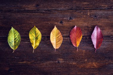 Sonbahar koleksiyonu ahşap arka plan üzerinde dört mevsim simgeleyen bırakır. Tablo üstten görünüm