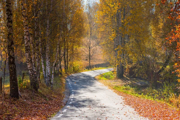 Άδειο Δρόμο Που Οδηγεί Μέσα Από Φθινόπωρο Δάσος Φύλλωμα Φθινόπωρο — Φωτογραφία Αρχείου