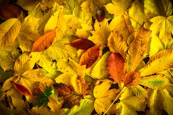 Fundo Folhas Outono Amarelas Conceito Folhagem Queda — Fotografia de Stock