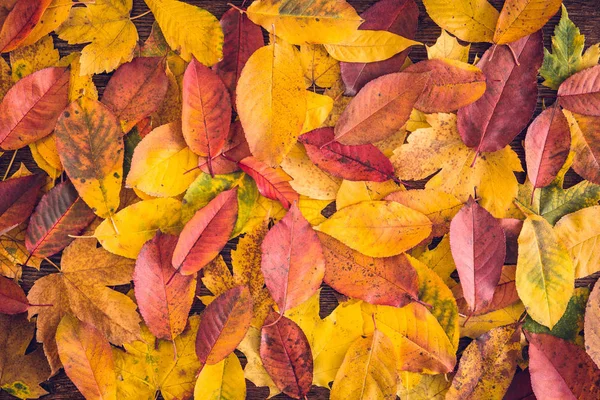 Background Colorful Autumn Leaves Fall Foliage Concept — Stock Photo, Image