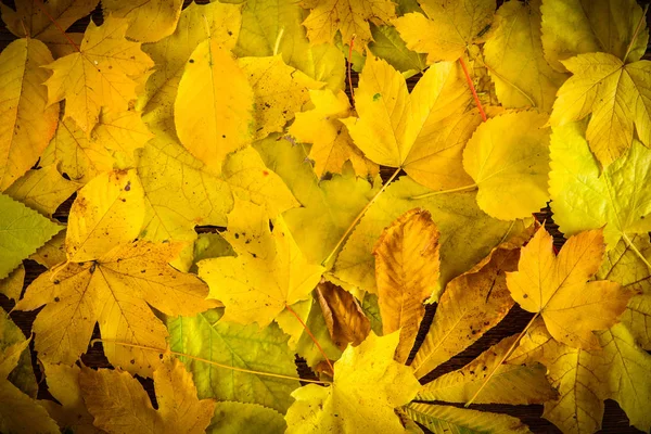 Background Yellow Autumn Leaves Fall Foliage Concept — Stock Photo, Image
