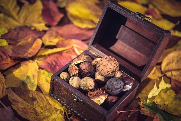 Autumn Background Colorful Leaves Treasure Box Full Nuts Chestnuts Harvest — Stock Photo, Image