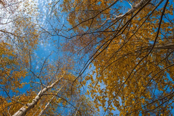 Herbstlandschaft Mit Bunten Bäumen Sturz Den Karpaten Rumänien — Stockfoto