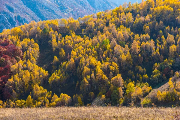 Kolorowa Jesień Krajobraz Góry Apuseni Transylwania Rumunia — Zdjęcie stockowe
