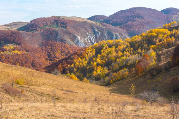 Paesaggio Vibrante Foresta Montagna Autunnale Transilvania Romania — Foto Stock