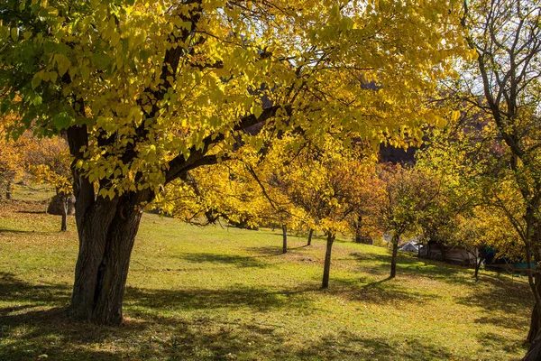 Scena Autunnale Nelle Alpi Della Transilvania Romania Foresta Fogliare Colorata — Foto Stock