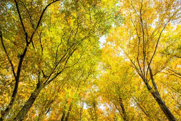 Dentro Colorido Bosque Otoñal Con Hojas Amarillas — Foto de Stock