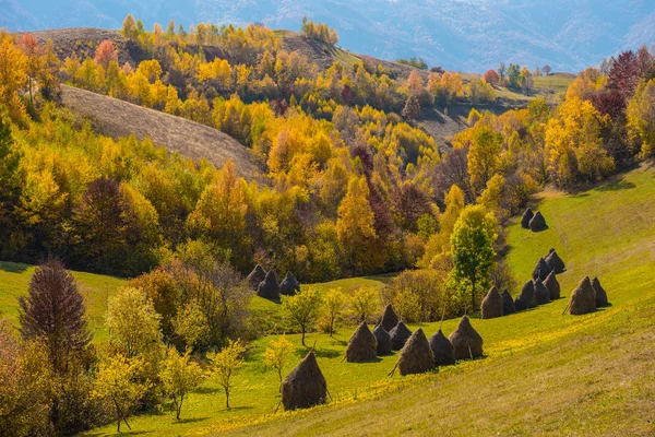 Autunno Transilvania Foresta Fogliare Colorata Montagna Romania — Foto Stock