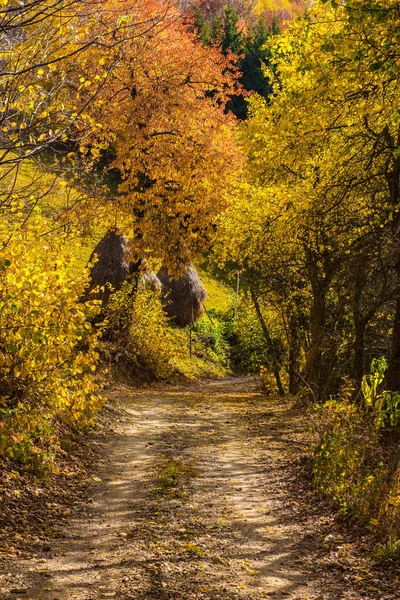 Paesaggio Autunnale Colorato Sulle Montagne Apuseni Transilvania Romania — Foto Stock