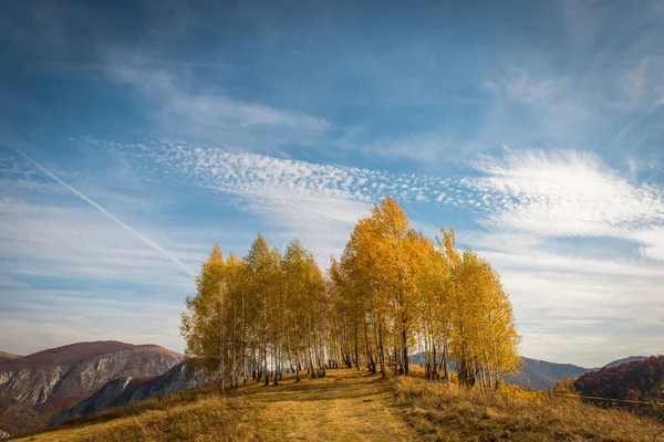 Grupa Drzew Brzoza Żółty Jesienią Transylwania Rumunia — Zdjęcie stockowe