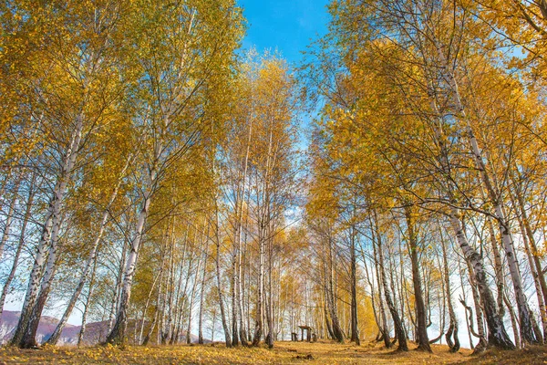 Mesteacăn Galben Maiestuos Toamna Transilvania Romania — Fotografie, imagine de stoc