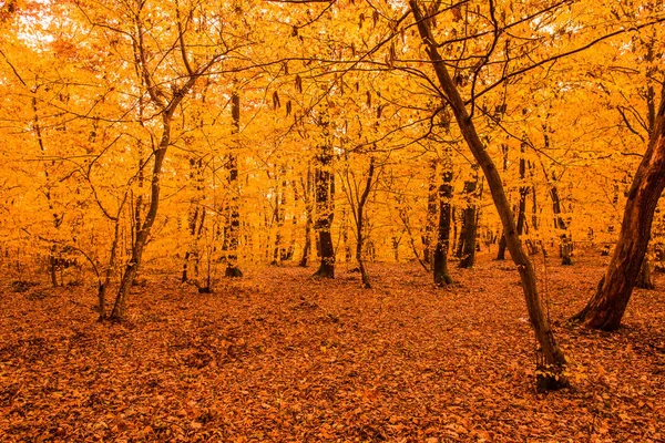 Einem Bunten Herbstwald Mit Gelben Blättern — Stockfoto