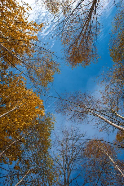 Paesaggio Maestoso Con Alberi Autunnali Nella Foresta Caduta Colorata Transilvania — Foto Stock