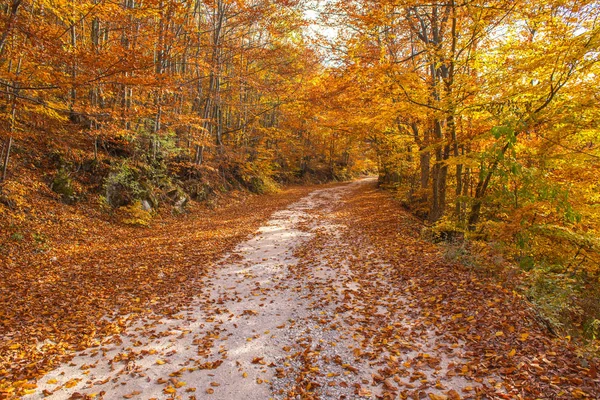 Leere Straße Führt Herbst Durch Laubwald — Stockfoto