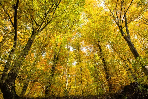 Dentro Colorido Bosque Otoñal Con Hojas Amarillas —  Fotos de Stock