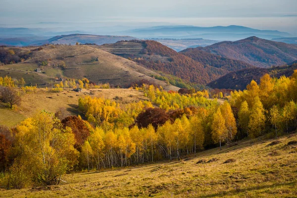 Jesienna Scena Alpach Transylwanii Rumunii Kolorowych Liści Lasu Krajobrazy Wzgórz — Zdjęcie stockowe