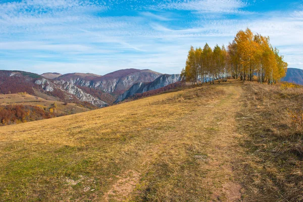 Group Yellow Birch Trees Autumn Transylvania Romania — Stock Photo, Image