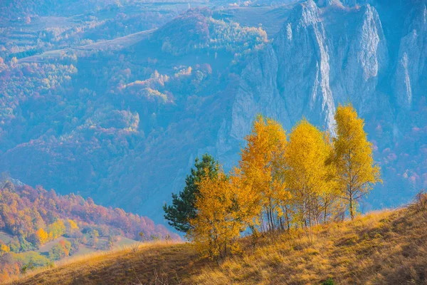 Grupo Bétulas Amarelas Outono Transilvânia Roménia — Fotografia de Stock