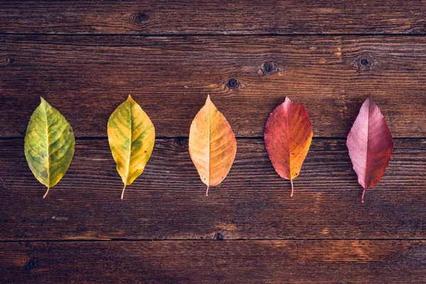 Collection Autumn Leaves Transition Colors Green Yellow Red Wooden Background — Stock Photo, Image