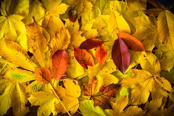 Background Yellow Autumn Leaves Fall Foliage Concept — Stock Photo, Image