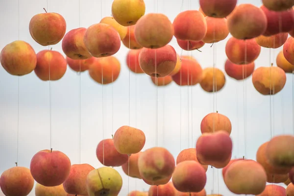 Tło Świeże Jabłka Wiszące Ciąg — Zdjęcie stockowe