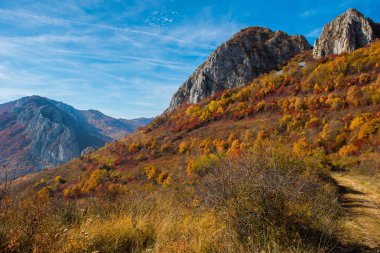 Görkemli manzara orman sonbahar ağaçları ile. Renkli sonbahar Transilvanya, Romanya