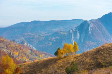 Sarı huş ağaçları sonbaharda grubudur. Transilvanya, Romanya