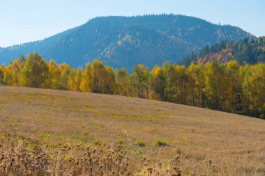 Transilvanya sonbaharda. Renkli yeşillik orman dağlarda, Romanya
