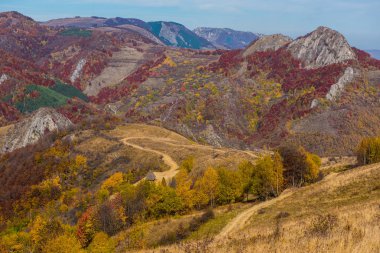 Görkemli manzara orman sonbahar ağaçları ile. Renkli sonbahar Transilvanya, Romanya
