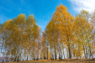 Sarı huş ağaçları sonbaharda grubudur. Transilvanya, Romanya