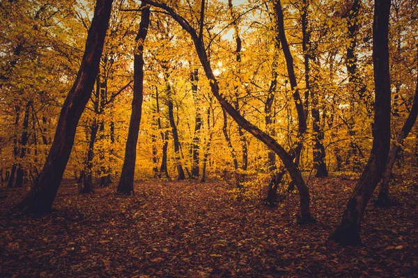 黄色の葉とカラフルな秋の森の中 — ストック写真