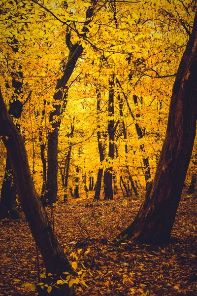 Inuti Färgglad Höst Skog Med Gula Blad — Stockfoto