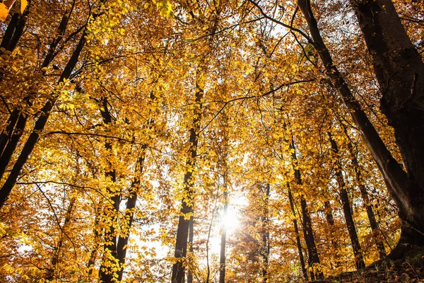 All Interno Una Colorata Foresta Autunnale Con Foglie Gialle — Foto Stock