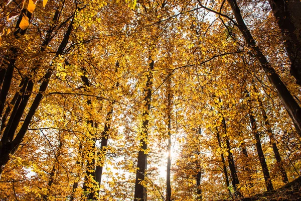 Einem Bunten Herbstwald Mit Gelben Blättern — Stockfoto