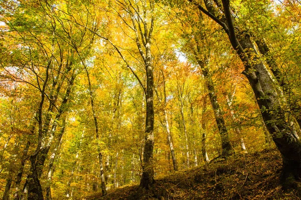 Dentro Colorido Bosque Otoñal Con Hojas Amarillas — Foto de Stock